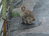 Monkey At Gibraltar 1